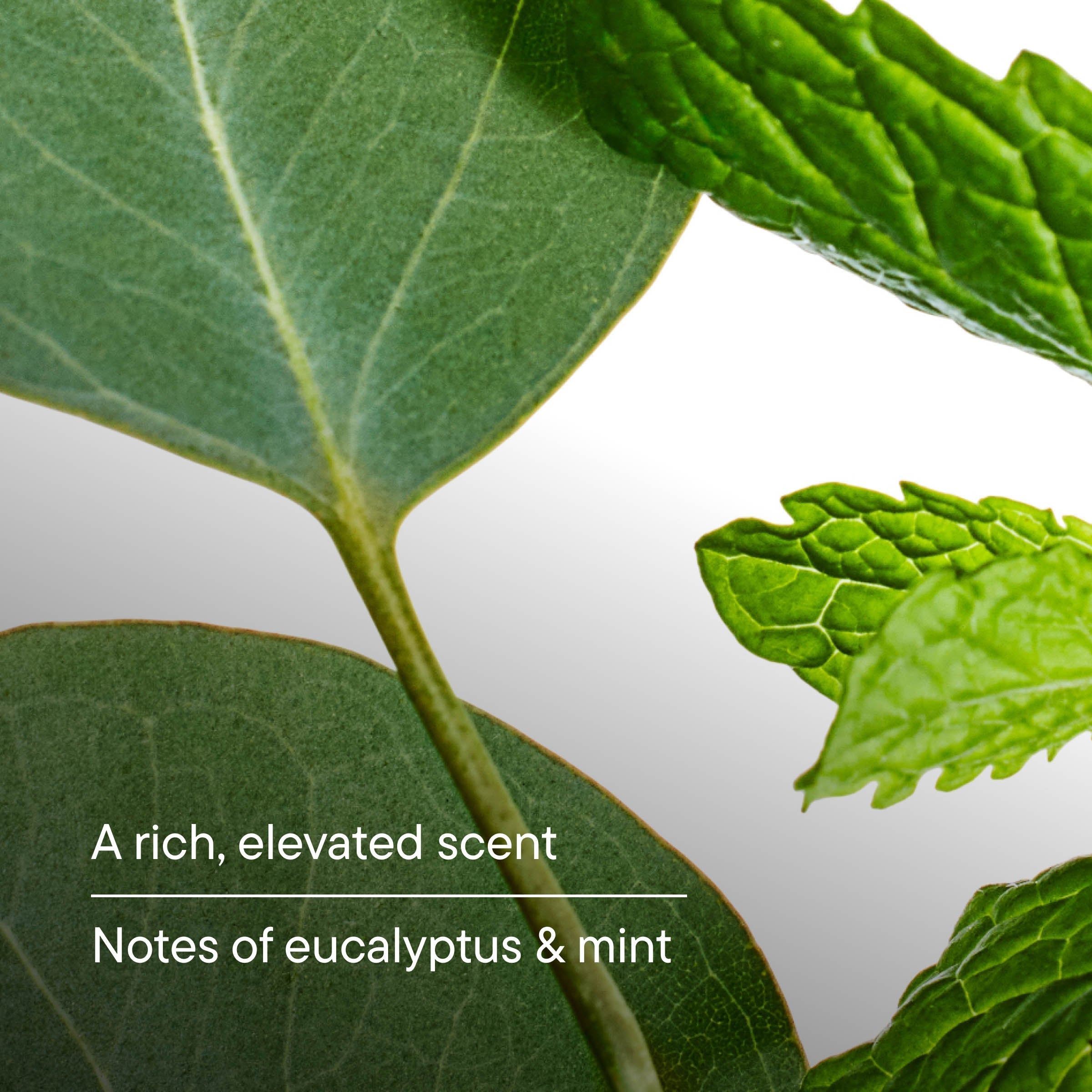 Head to Toe Cleansers